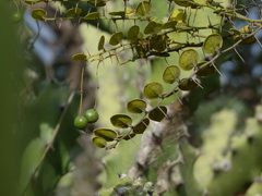Capparis rotundifolia