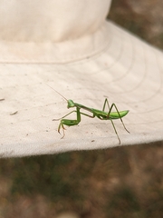 Pseudomantis albofimbriata