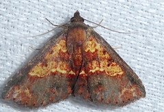 Cerynea igniaria