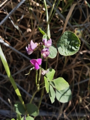Lablab purpureus
