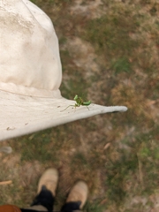 Pseudomantis albofimbriata