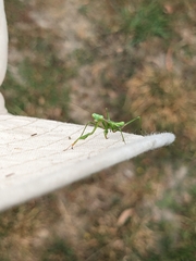 Pseudomantis albofimbriata