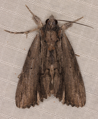 Ercheia bergeri