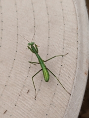 Pseudomantis albofimbriata