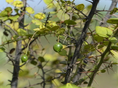 Capparis rotundifolia