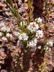Leucopogon collinus