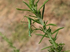 Pseudomantis albofimbriata