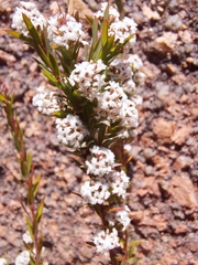 Leucopogon collinus