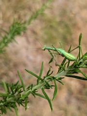 Pseudomantis albofimbriata