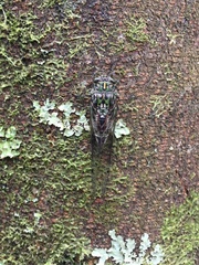 Amphipsalta zelandica