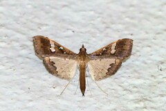 Maruca vitrata