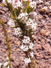 Leucopogon collinus