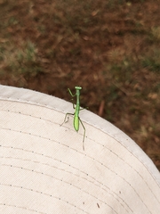 Pseudomantis albofimbriata