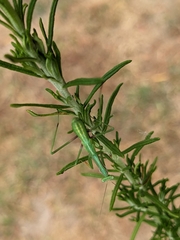 Pseudomantis albofimbriata