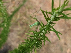 Pseudomantis albofimbriata