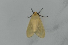 Pareuchaetes pseudoinsulata