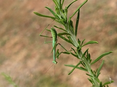 Pseudomantis albofimbriata