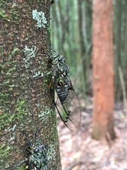 Amphipsalta zelandica