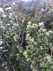 Olearia obcordata