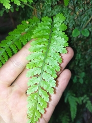 Asplenium bulbiferum
