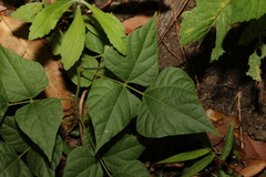 Rhynchosia acuminatissima