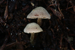 Pseudobaeospora