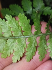 Asplenium bulbiferum