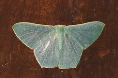 Pelagodes antiquadraria