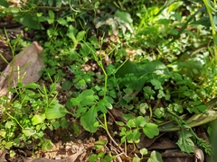 Cardamine flexuosa