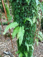 Asplenium bulbiferum