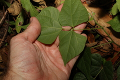 Rhynchosia acuminatissima