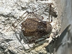 Scytodes atlacoya