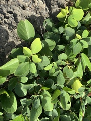 Dendrolobium umbellatum