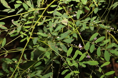 Indigofera australis