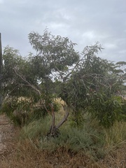 Eucalyptus lansdowneana