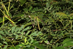 Indigofera australis