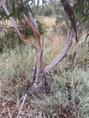 Eucalyptus lansdowneana