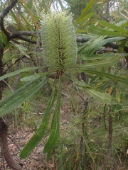 Banksia aemula