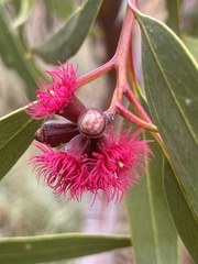 Eucalyptus lansdowneana