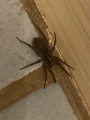 Varacosa