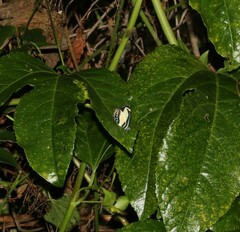 Psychonotis caelius