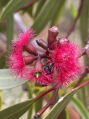 Eucalyptus lansdowneana