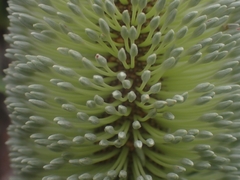 Banksia aemula