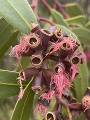 Eucalyptus lansdowneana