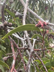 Eucalyptus lansdowneana