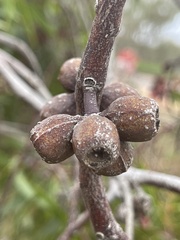 Eucalyptus lansdowneana