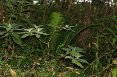Lepidozamia peroffskyana