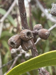 Eucalyptus lansdowneana