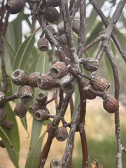 Eucalyptus lansdowneana