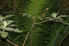 Lepidozamia peroffskyana